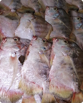 John Dory / Plat Plat Frozen ($16/kg)