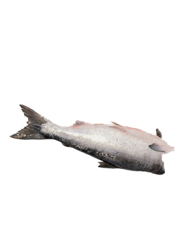 Whole Sockeye Salmon Head off Frozen ($12/Lb)