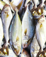 Amberjack Frozen ($20/Kg)