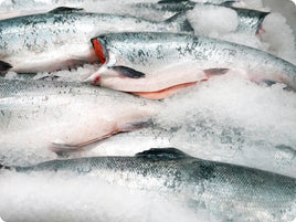 Frozen Whole Coho Salmon Head off ($10/Lb)