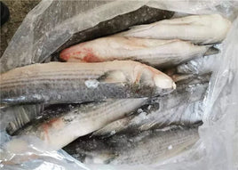 Grey Mullet Frozen ($17/kg)