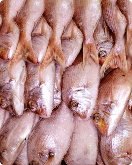 Pink Snapper Big Frozen ($18/kg)